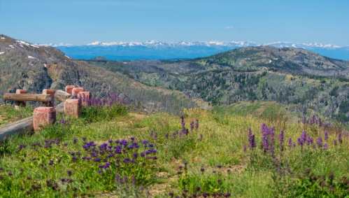 A scenic mountain view with vibrant wildflowers in the foreground and snow-capped peaks in the distance.