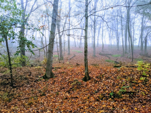 A misty forest scene with bare trees and a carpet of fallen leaves covering the ground.