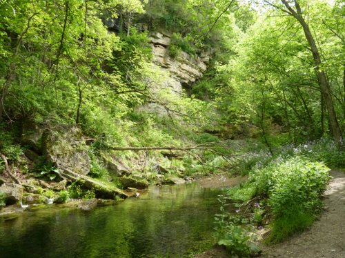 A serene forest scene with lush green trees, a rocky cliff, and a calm stream reflecting the greenery.