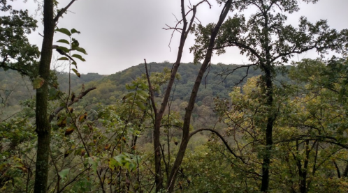 A misty forest scene with trees in the foreground and rolling green hills in the background.