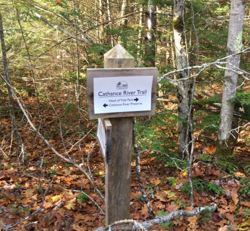 Signpost for Cathance River Trail, indicating directions to Head of Tide Park and Cathance River Preserve, surrounded by trees.