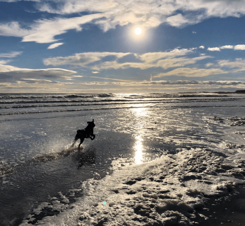 A dog runs along a beach at sunset, with waves and a bright sun reflecting on the water.