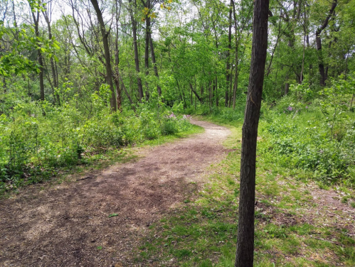 A winding dirt path through a lush green forest with trees and underbrush on either side.