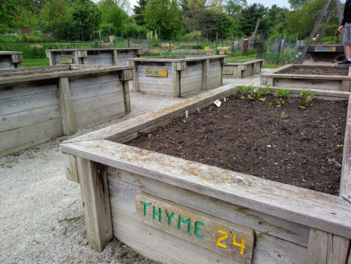 Wooden garden beds labeled with herbs and vegetables, with one bed showing freshly planted seedlings in dark soil.