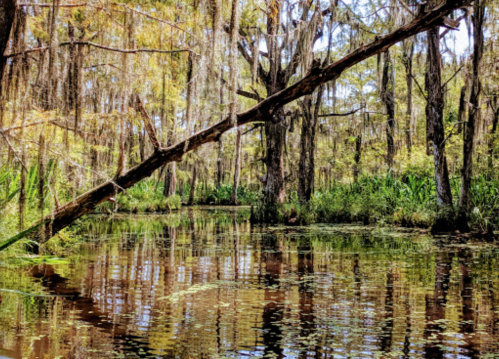 A serene swamp scene with moss-covered trees reflecting in calm water, surrounded by lush greenery.