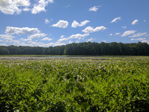A serene landscape featuring a lush green field with water lilies under a bright blue sky and fluffy white clouds.