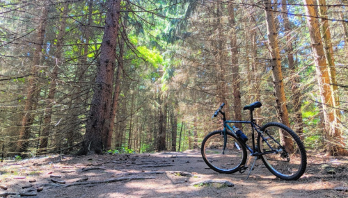 A mountain bike rests on a dirt path surrounded by tall trees in a sunlit forest.