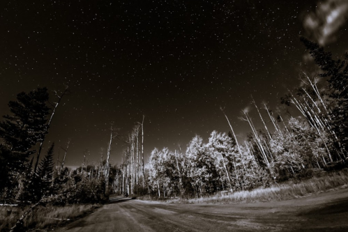 A winding road through a forest under a starry night sky, captured in black and white.