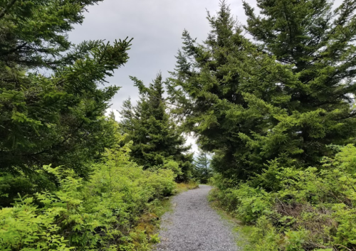 A gravel path winding through lush green trees and shrubs under a cloudy sky.
