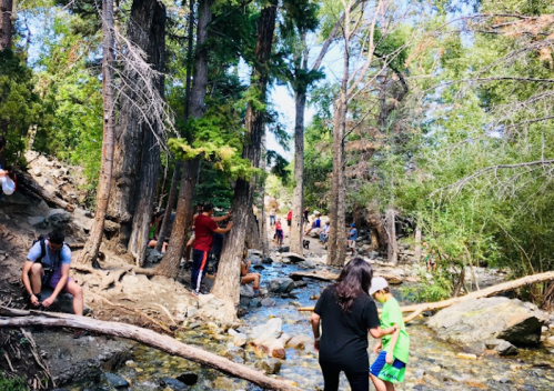 People enjoying a forested area by a stream, surrounded by trees and rocky terrain on a sunny day.