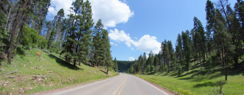 A winding road through a lush green forest under a bright blue sky with fluffy white clouds.