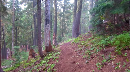 A winding dirt path through a lush, green forest with tall trees and mist in the air.