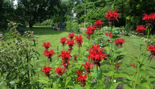 Vibrant red flowers in a lush garden, with people walking in the background among greenery and blooming plants.