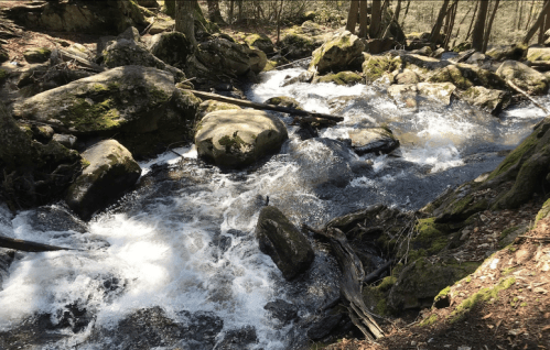 A flowing stream with rocks and moss, surrounded by trees in a serene forest setting.