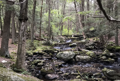 A serene forest scene with a small stream flowing over rocks, surrounded by lush green trees and fallen branches.