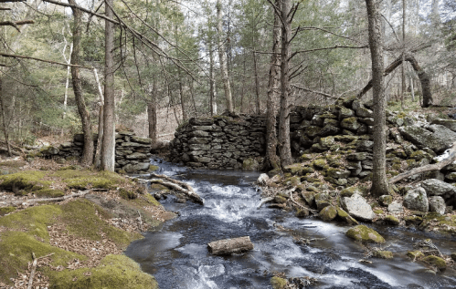A serene forest scene featuring a flowing stream and a moss-covered stone wall surrounded by trees.