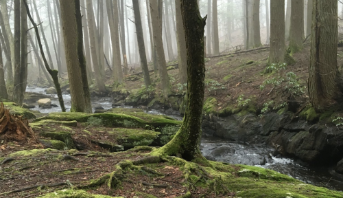 A serene forest scene with tall trees, moss-covered ground, and a gently flowing stream in a misty atmosphere.