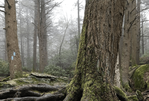 A misty forest scene featuring tall trees with moss-covered roots and blue trail markers on the trunks.