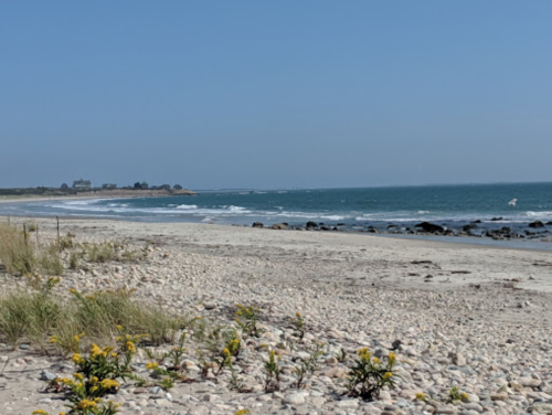 A sandy beach with pebbles and yellow flowers, overlooking a calm ocean under a clear blue sky.