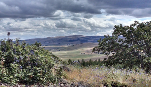 A scenic landscape featuring rolling hills, lush greenery, and a cloudy sky. Wildflowers dot the foreground.