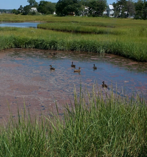 Ducks swimming in a marshy area surrounded by tall grass and water, with trees and houses in the background.