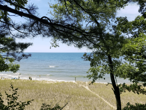 A serene beach scene with gentle waves, framed by trees and grass, under a clear blue sky.