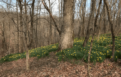 A wooded area with bare trees and a carpet of yellow daffodils blooming on the forest floor.
