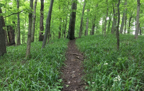 A narrow dirt path winds through a lush green forest filled with tall trees and vibrant undergrowth.