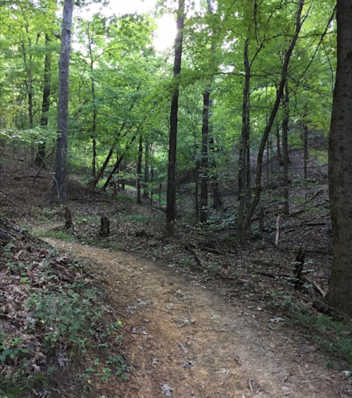 A winding dirt path through a lush green forest with tall trees and dappled sunlight.