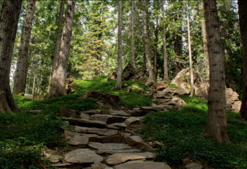 A rocky path winds through a lush green forest, surrounded by tall trees and scattered boulders.