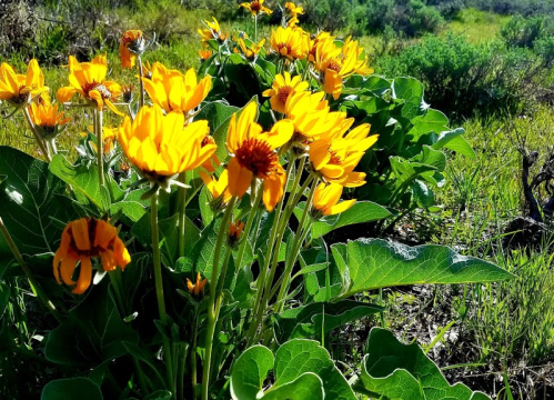 A cluster of vibrant yellow flowers surrounded by green leaves in a sunny outdoor setting.