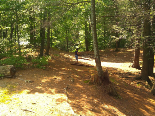 A person stands in a sunlit forest, surrounded by trees and a carpet of pine needles on the ground.