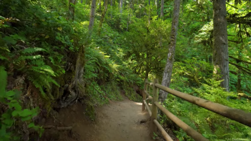 A winding dirt path through a lush green forest, surrounded by tall trees and ferns.