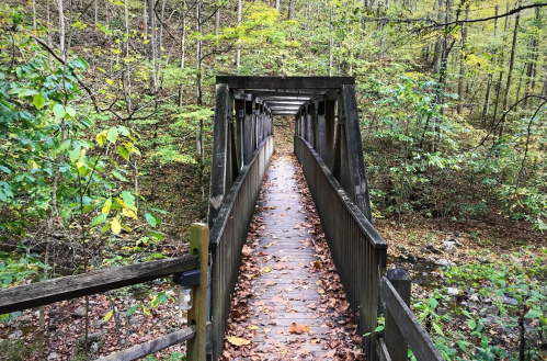A wooden bridge surrounded by trees and fallen leaves, leading into a lush, green forest.