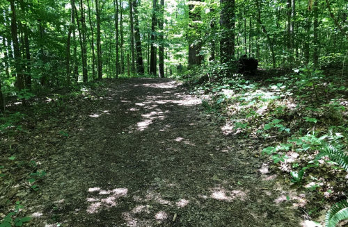 A sunlit dirt path winding through a lush green forest, surrounded by trees and foliage.