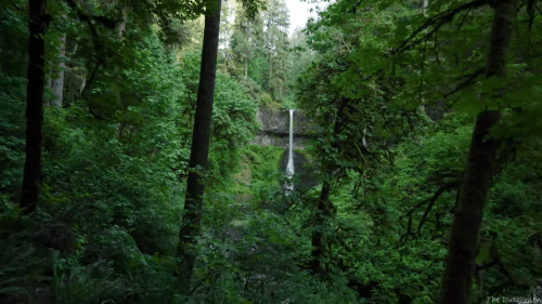 A serene waterfall cascades through lush green trees in a dense forest setting.