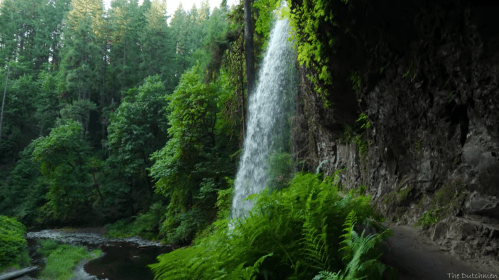 A waterfall cascades down a rocky cliff surrounded by lush greenery and ferns, with a serene river below.