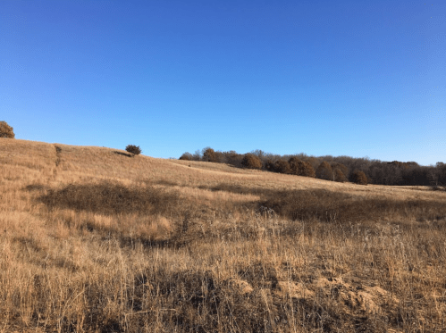 A serene landscape of golden grass fields under a clear blue sky, with distant trees showing autumn colors.