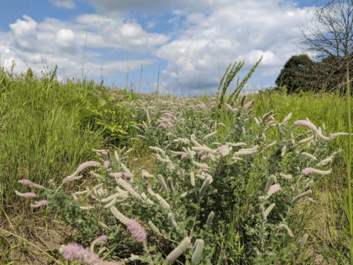 A lush field with green grass and pink flowering plants under a partly cloudy sky.