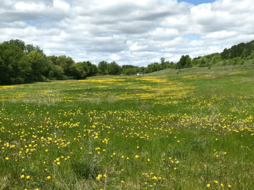 A vibrant field filled with yellow dandelions under a partly cloudy sky, surrounded by lush green trees.