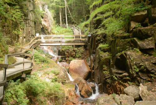 A serene forest scene featuring wooden bridges over a rocky stream surrounded by lush greenery.