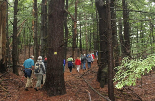 A group of hikers walking along a forest trail surrounded by tall trees and lush greenery.