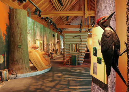 A museum interior featuring wooden structures, exhibits on nature, and a woodpecker sculpture on a tree trunk.