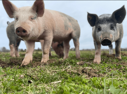 Two pigs, one pink and one black-and-white, stand on green grass with a cloudy sky in the background.
