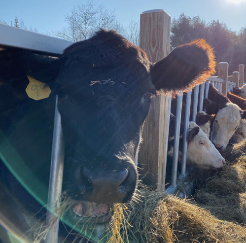 A close-up of a black cow eating hay, with sunlight creating a lens flare in the foreground. Other cows are visible in the background.