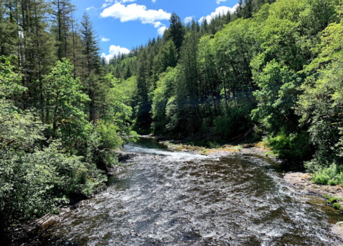 A serene river flows through a lush green forest under a bright blue sky with scattered clouds.