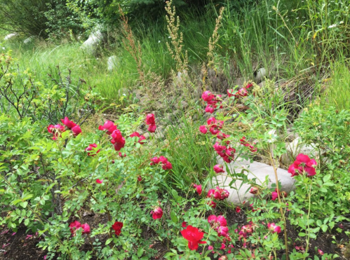 A vibrant patch of red roses surrounded by green grass and plants in a natural setting.