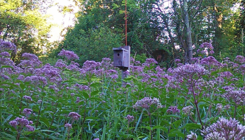 A birdhouse stands among vibrant pink flowers in a lush green garden, surrounded by trees and sunlight.