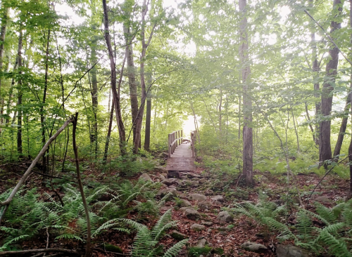 A wooden bridge leads through a lush green forest, surrounded by ferns and trees, with light visible in the distance.