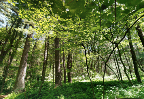 Lush green forest with tall trees and vibrant foliage, sunlight filtering through the leaves.